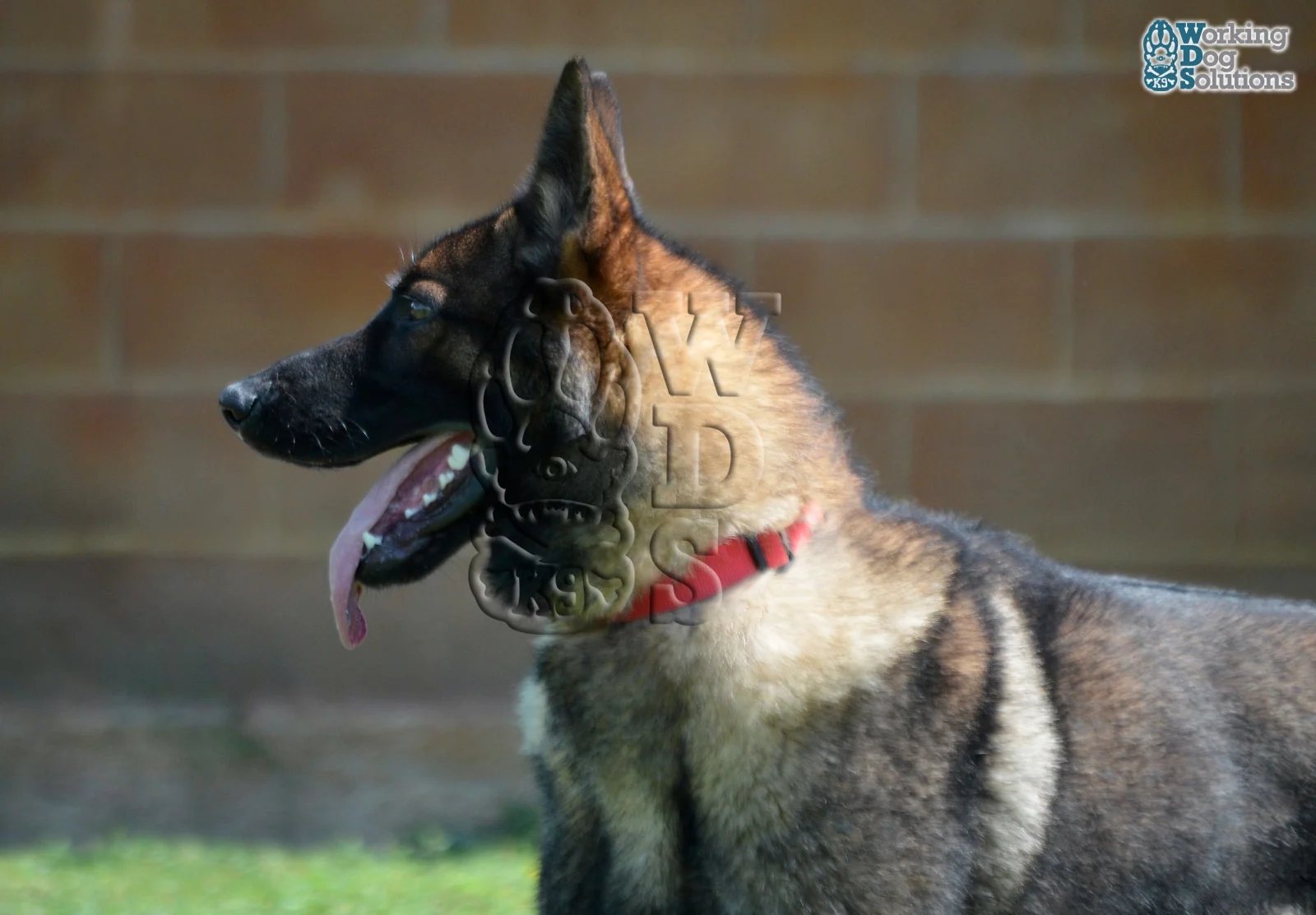 REX, chien de Working Dog Solutions