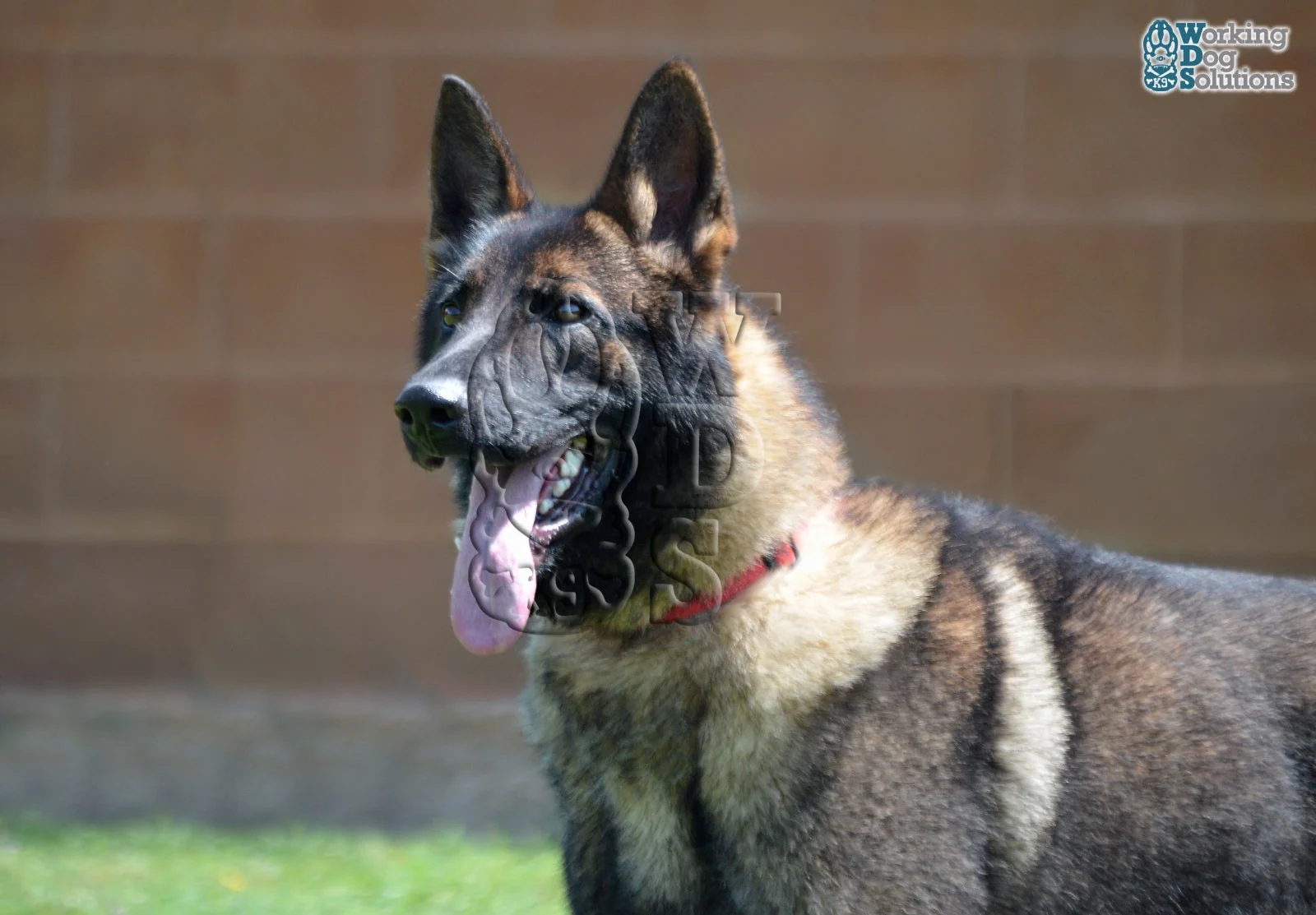 REX, perro de Working Dog Solutions