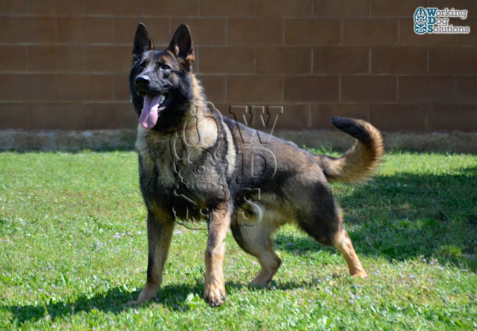 REX, perro de Working Dog Solutions