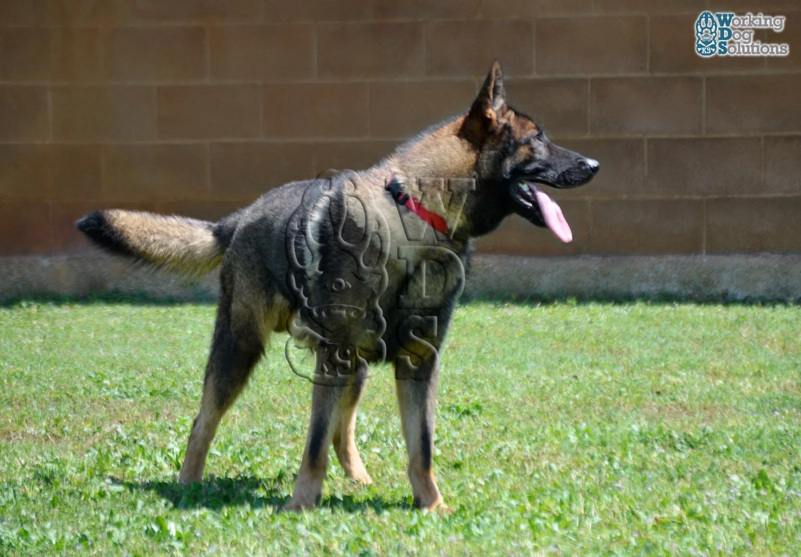 REX, perro de Working Dog Solutions