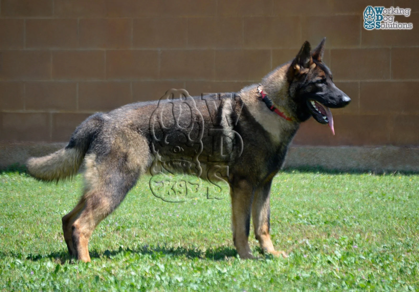 REX, perro de Working Dog Solutions