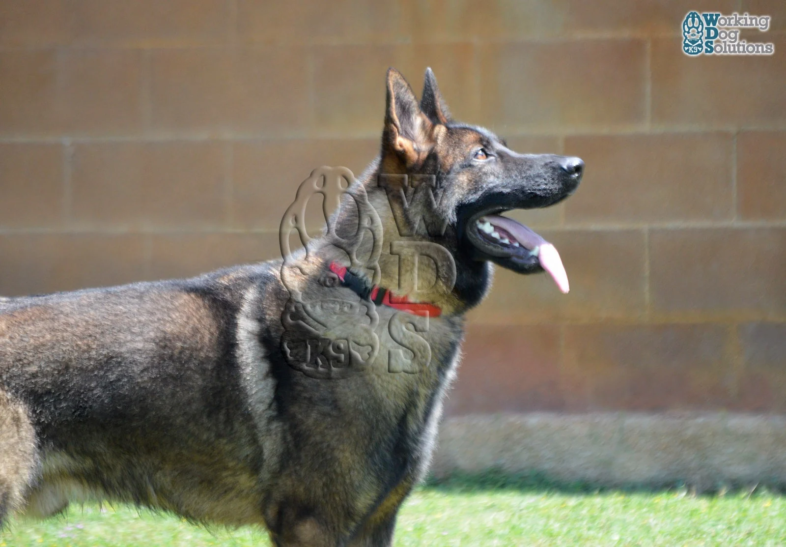 REX, perro de Working Dog Solutions