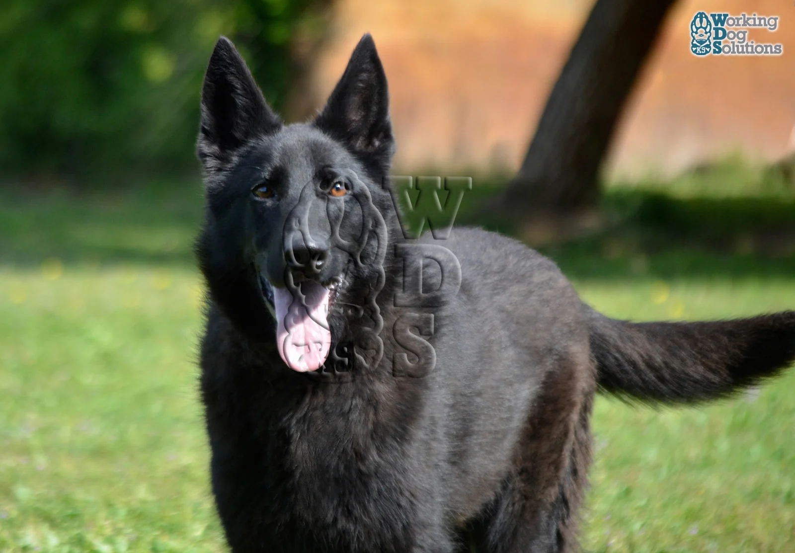SAHARA, chien de Working Dog Solutions