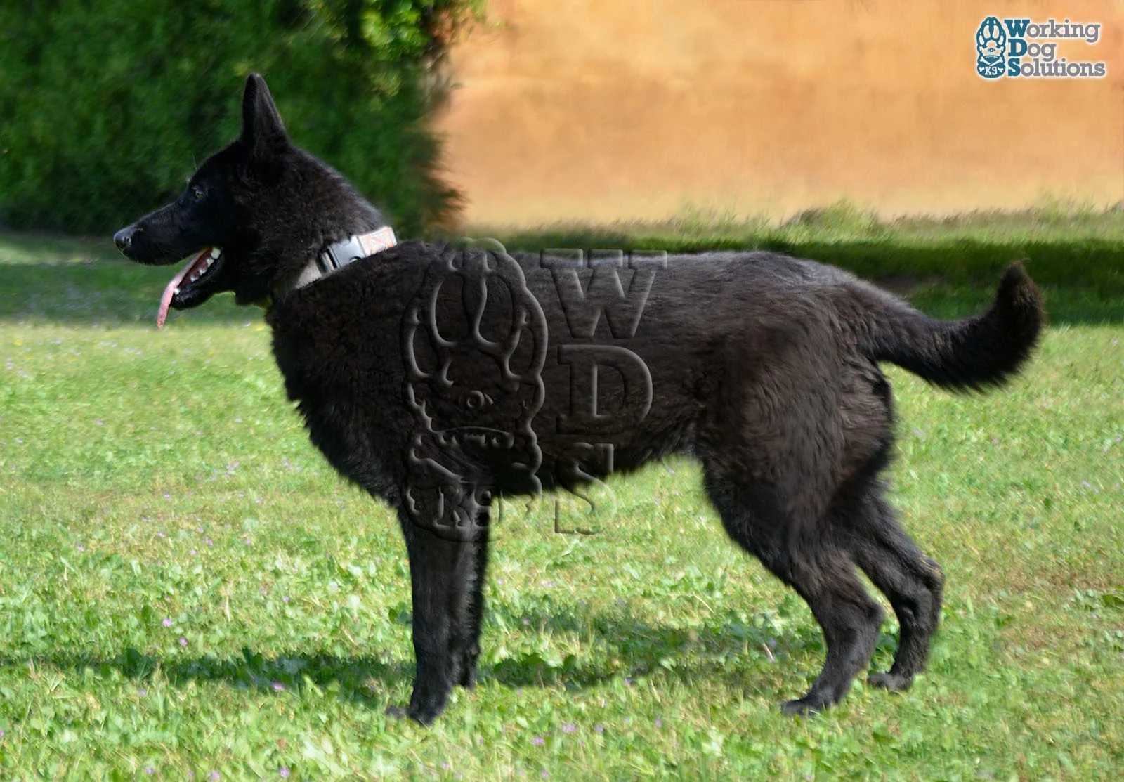 SAHARA, perro de Working Dog Solutions