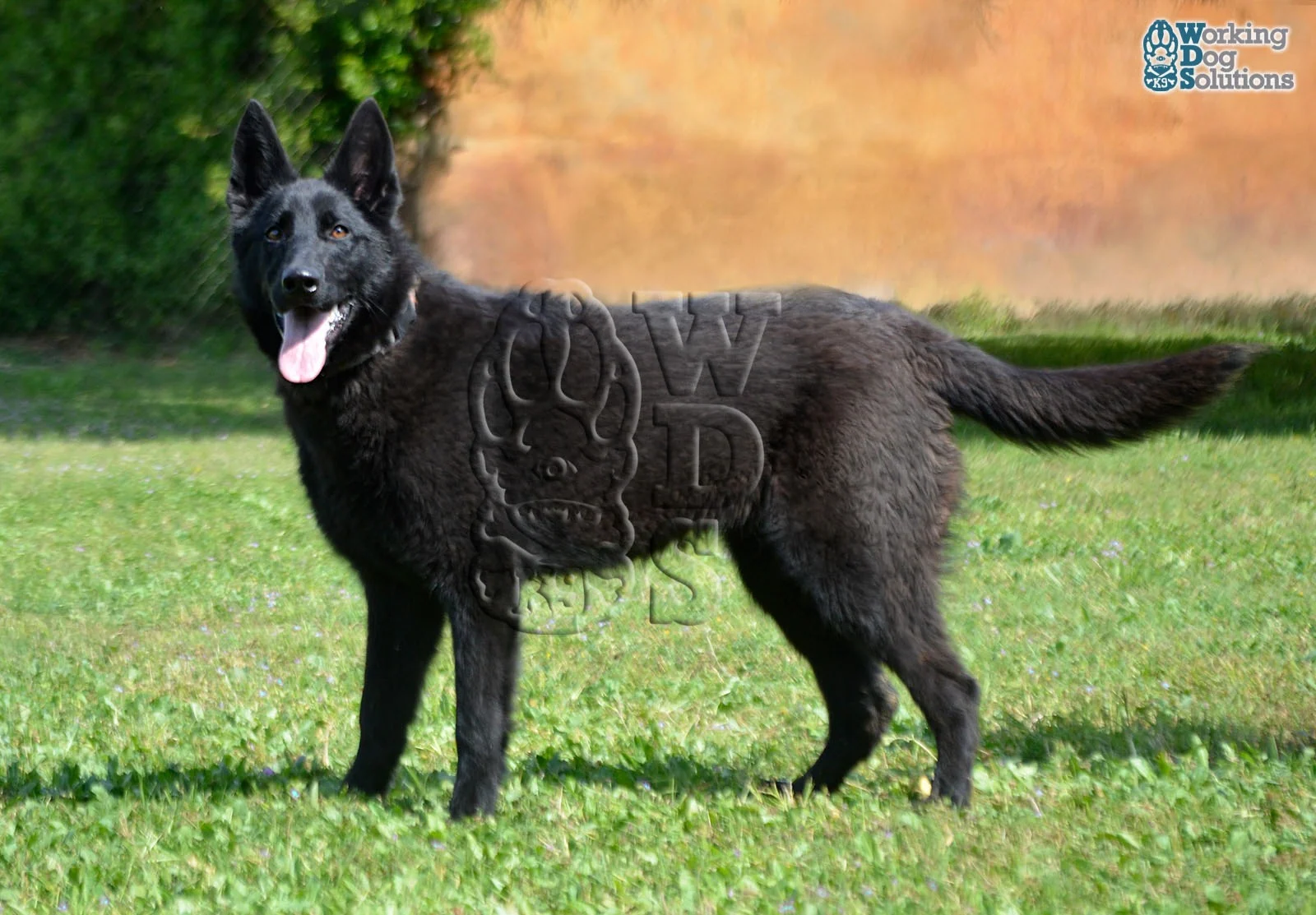 SAHARA, perro de Working Dog Solutions