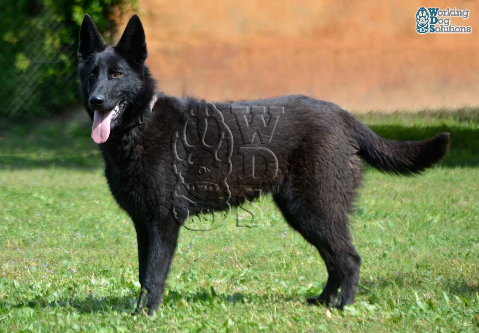SAHARA, perro de Working Dog Solutions