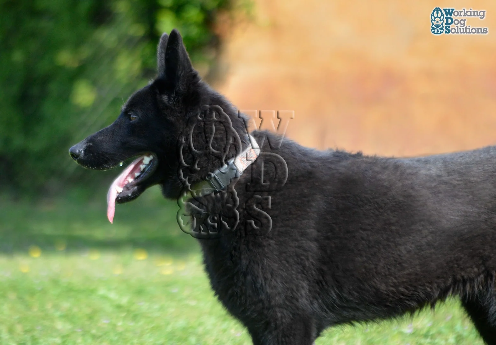 SAHARA, perro de Working Dog Solutions