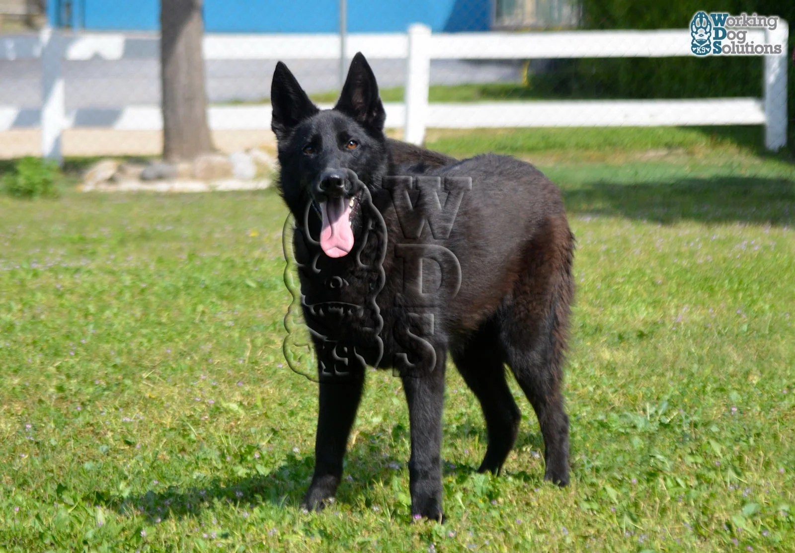 SAHARA, perro de Working Dog Solutions