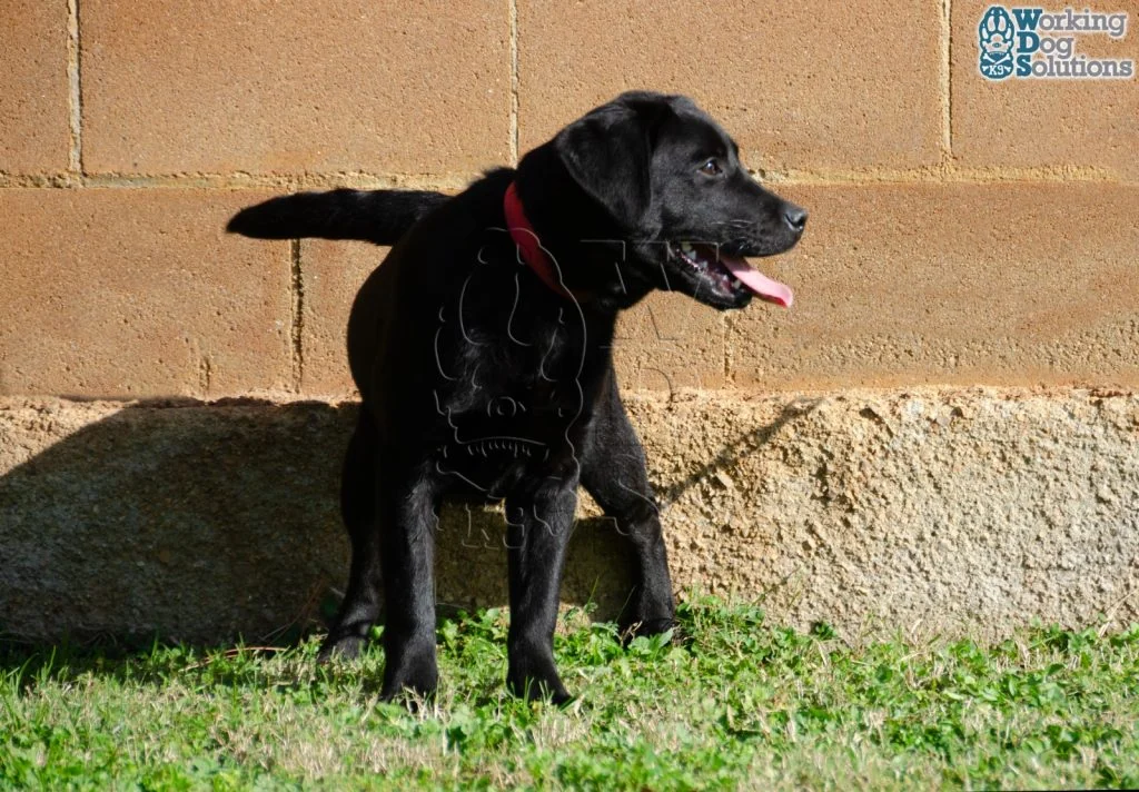 SELEN, perro de Working Dog Solutions