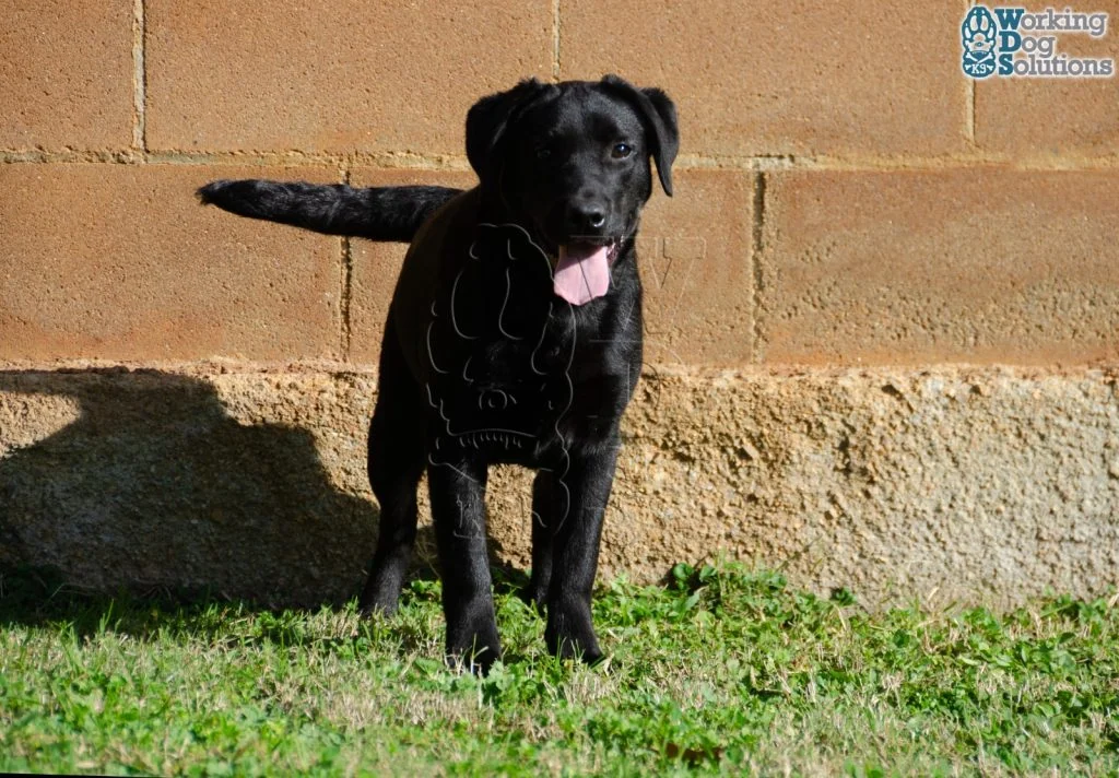 SELEN, perro de Working Dog Solutions