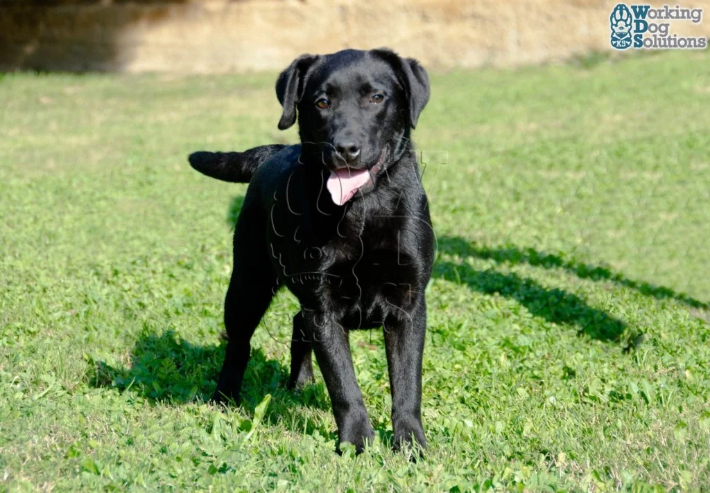SELEN, perro de Working Dog Solutions