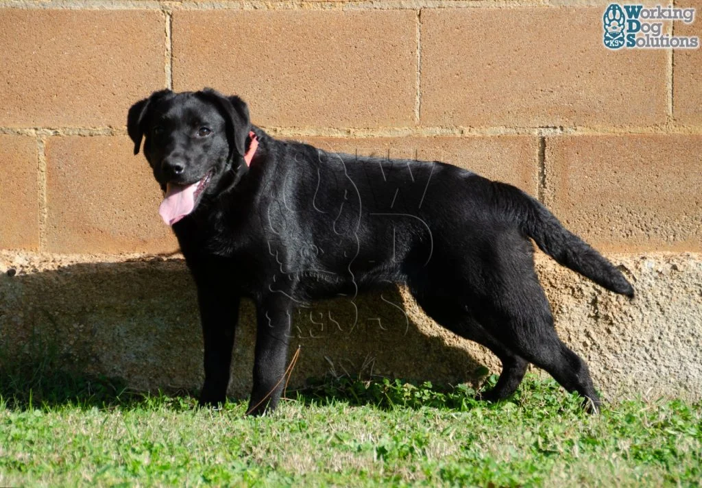 SELEN, perro de Working Dog Solutions