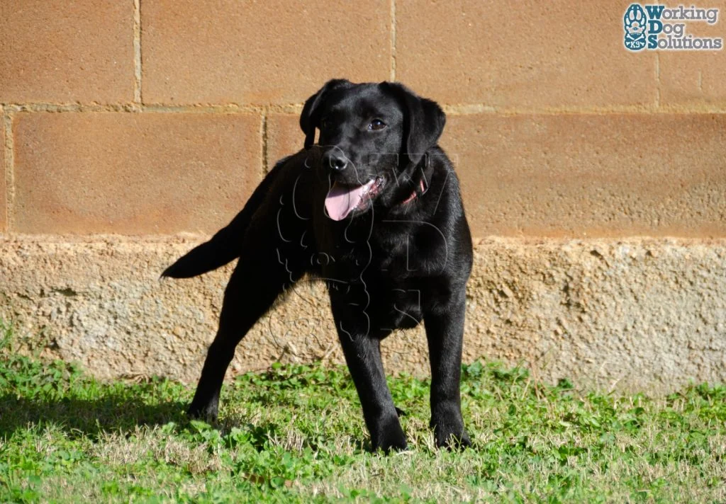 SELEN, perro de Working Dog Solutions