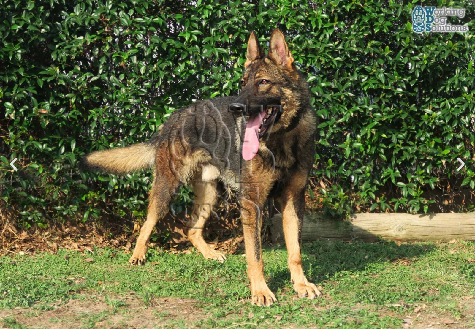 THOR, perro de Working Dog Solutions