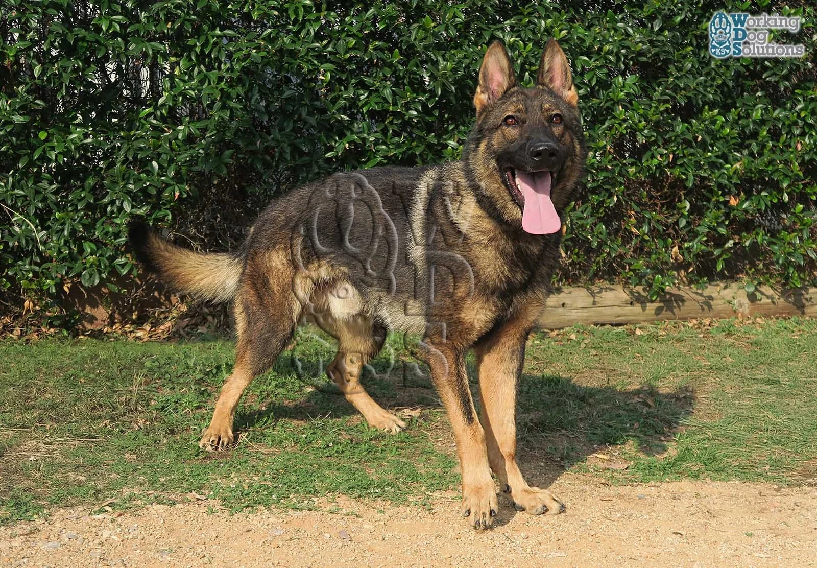 THOR, chien de Working Dog Solutions