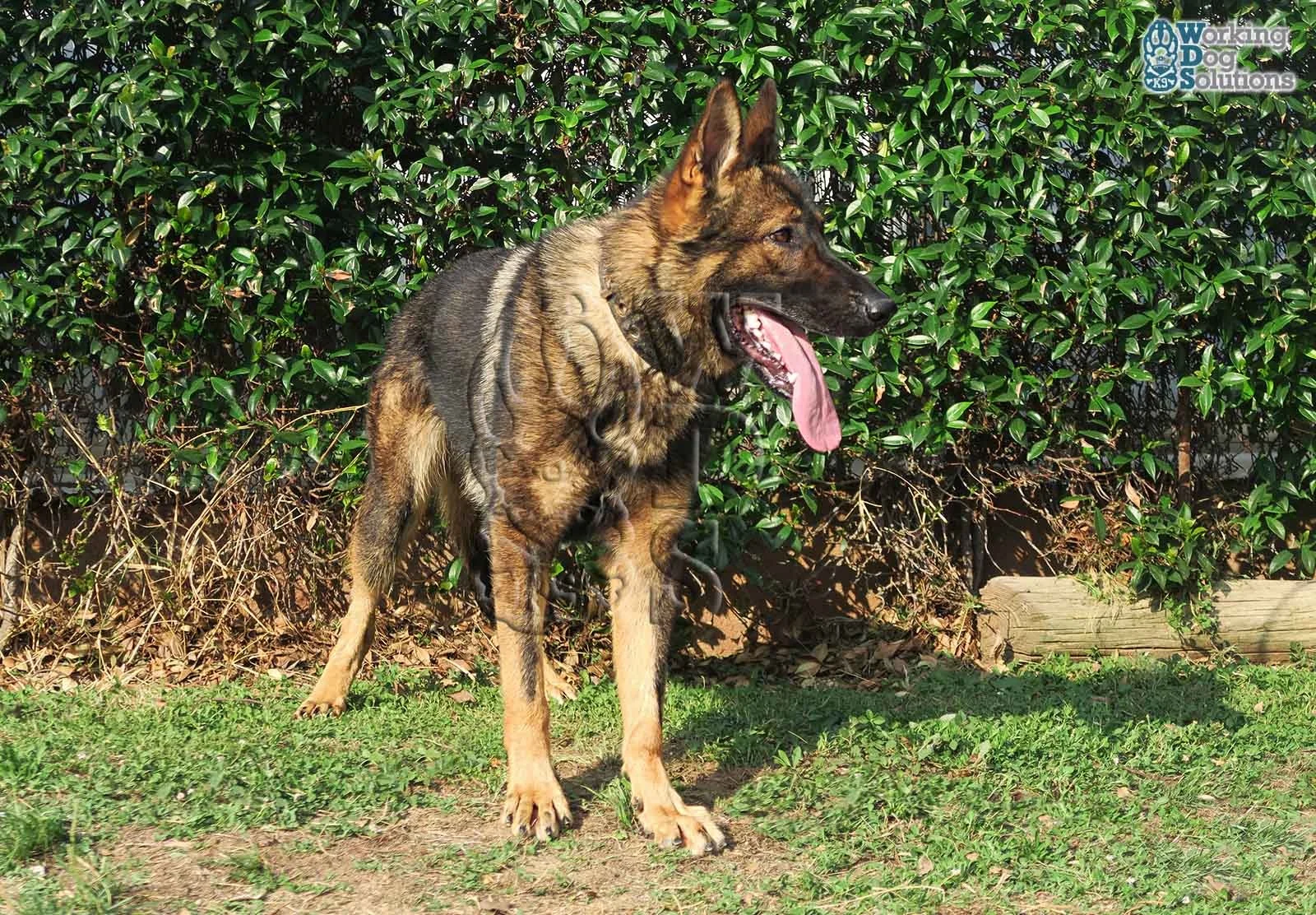 THOR, perro de Working Dog Solutions