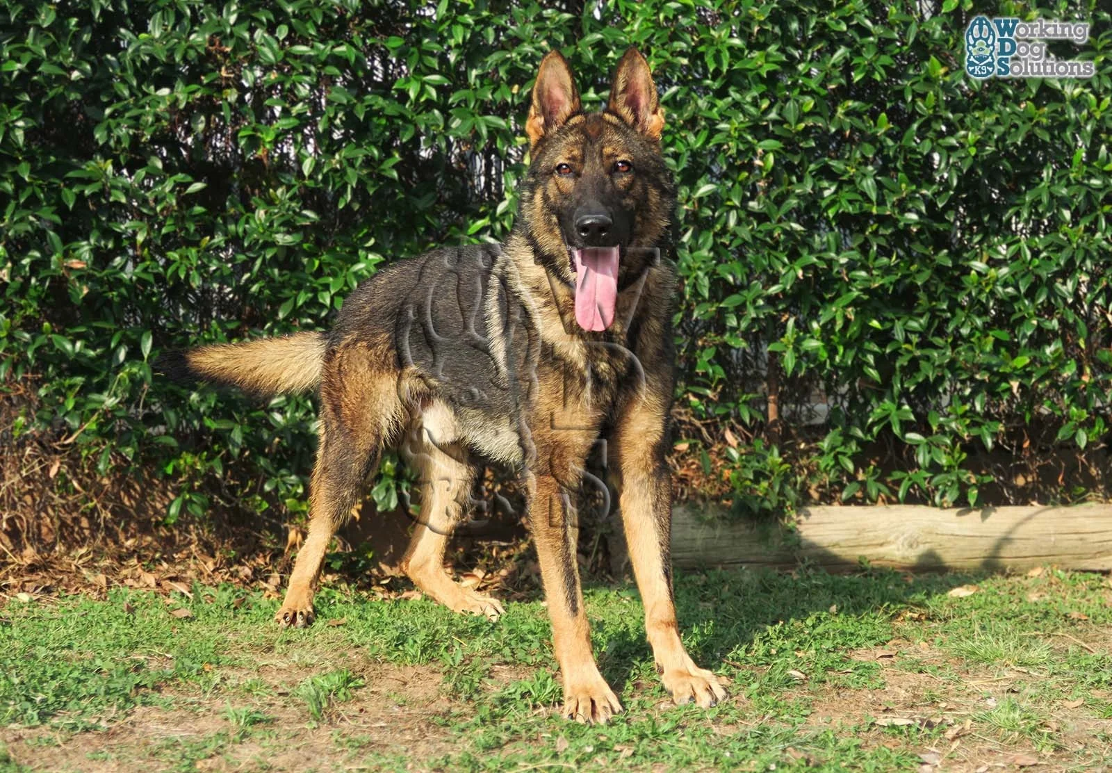 THOR, perro de Working Dog Solutions