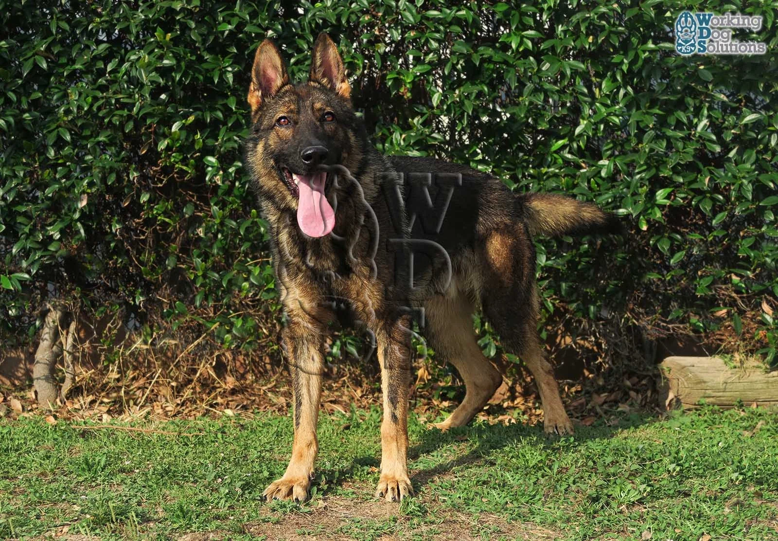 THOR, perro de Working Dog Solutions