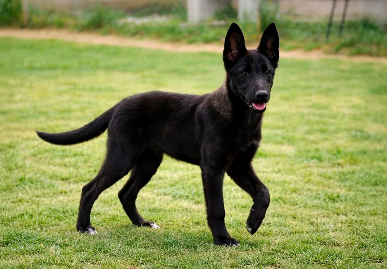 VEXA, perro de Working Dog Solutions