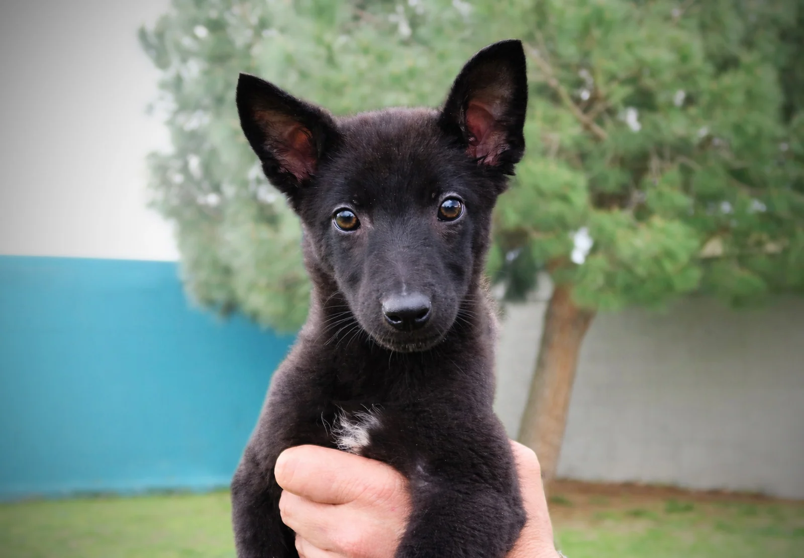VEXA_LOKI_BAILI, chien de Working Dog Solutions