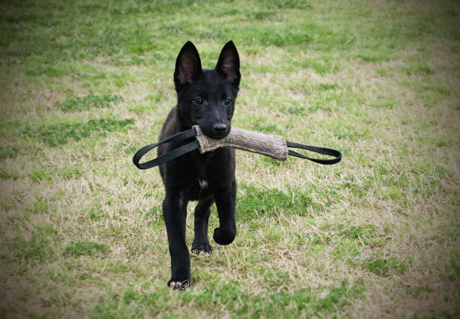 VEXA, perro de Working Dog Solutions