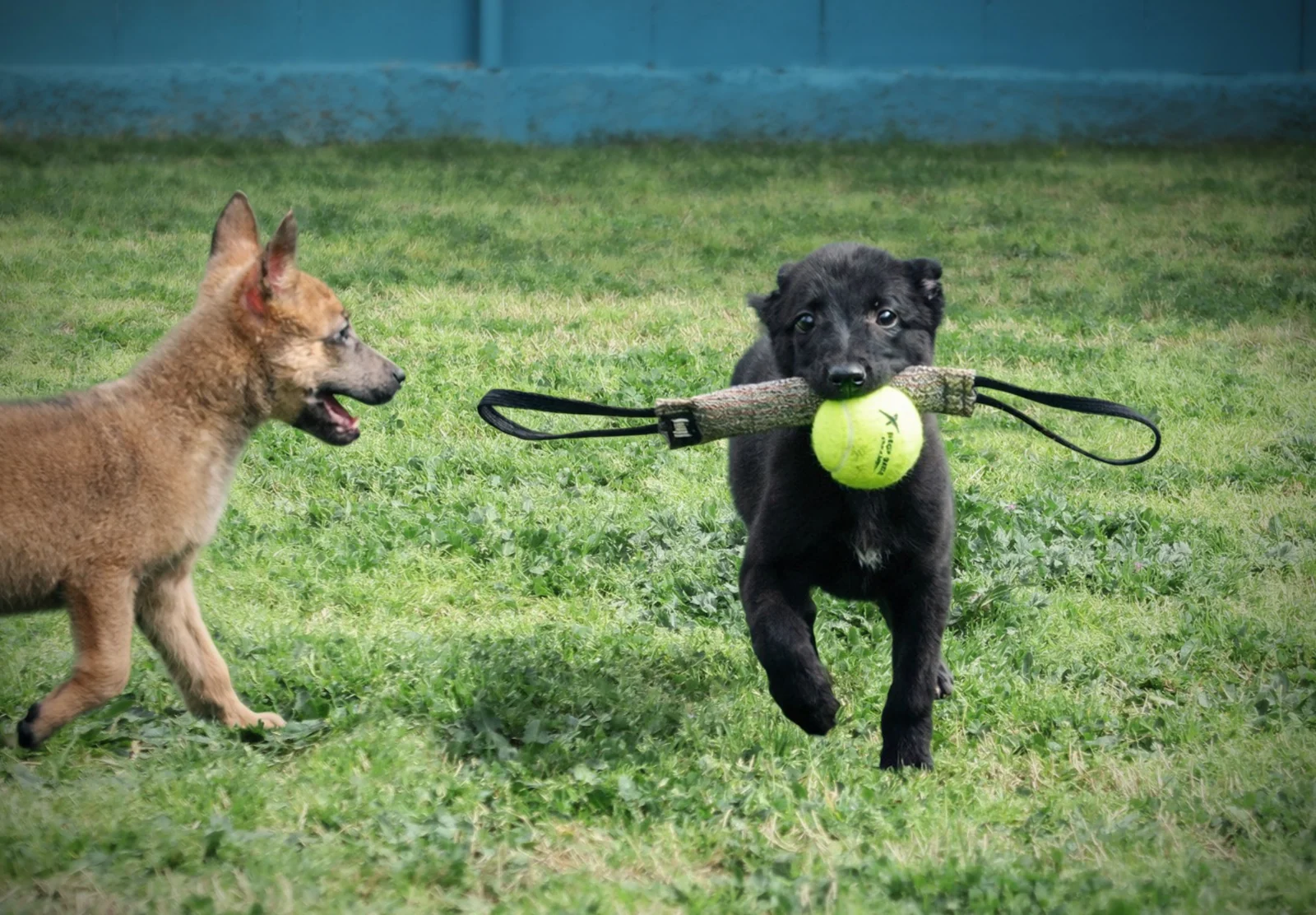 VEXA, perro de Working Dog Solutions