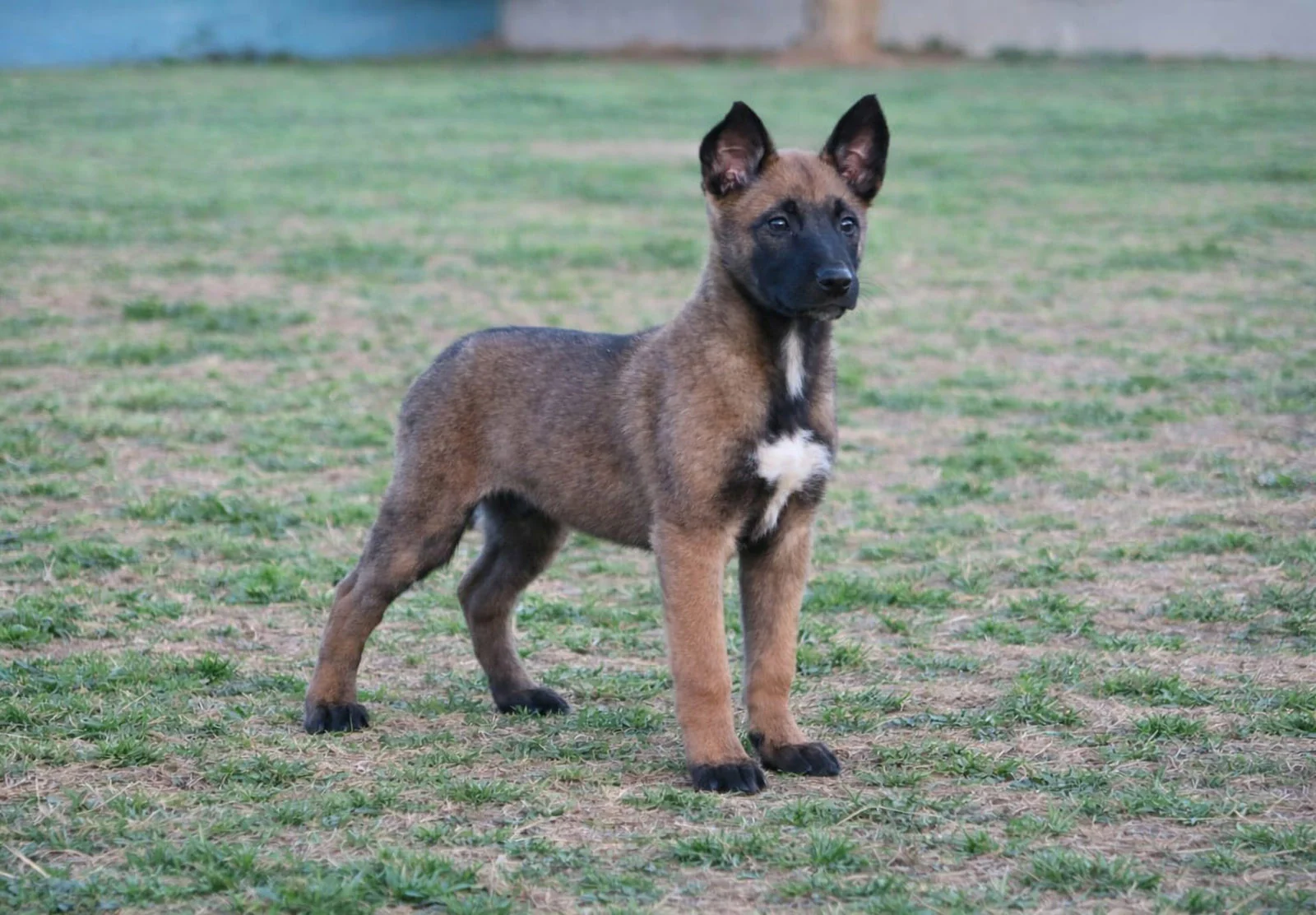 VEYRA, chien de Working Dog Solutions