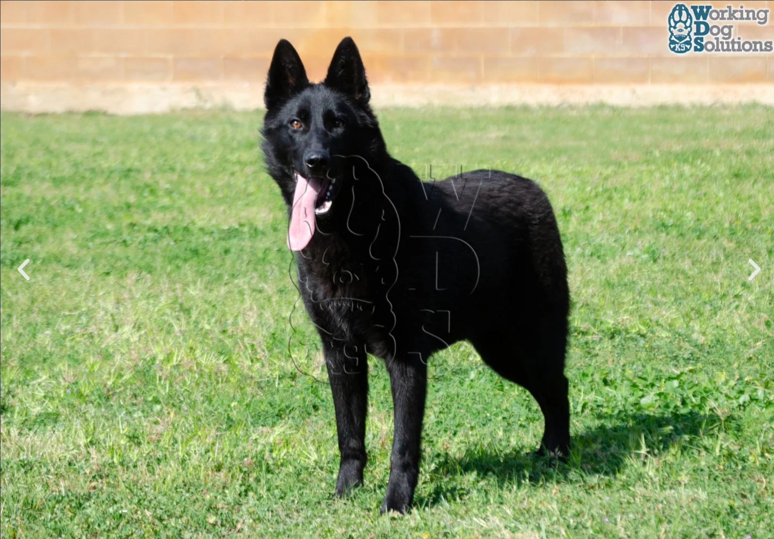ZAIRE, perro de Working Dog Solutions