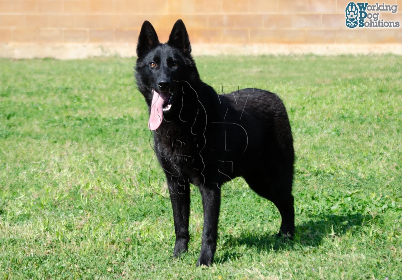 ZAIRE, chien de Working Dog Solutions