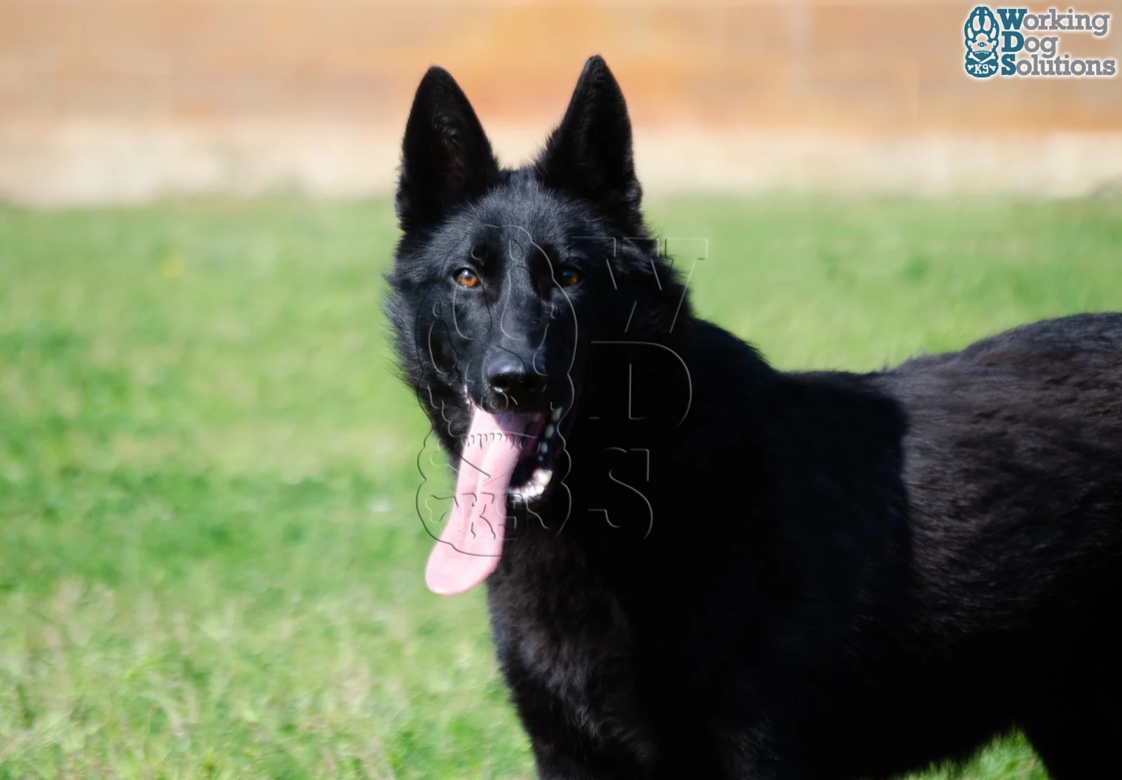 ZAIRE, perro de Working Dog Solutions