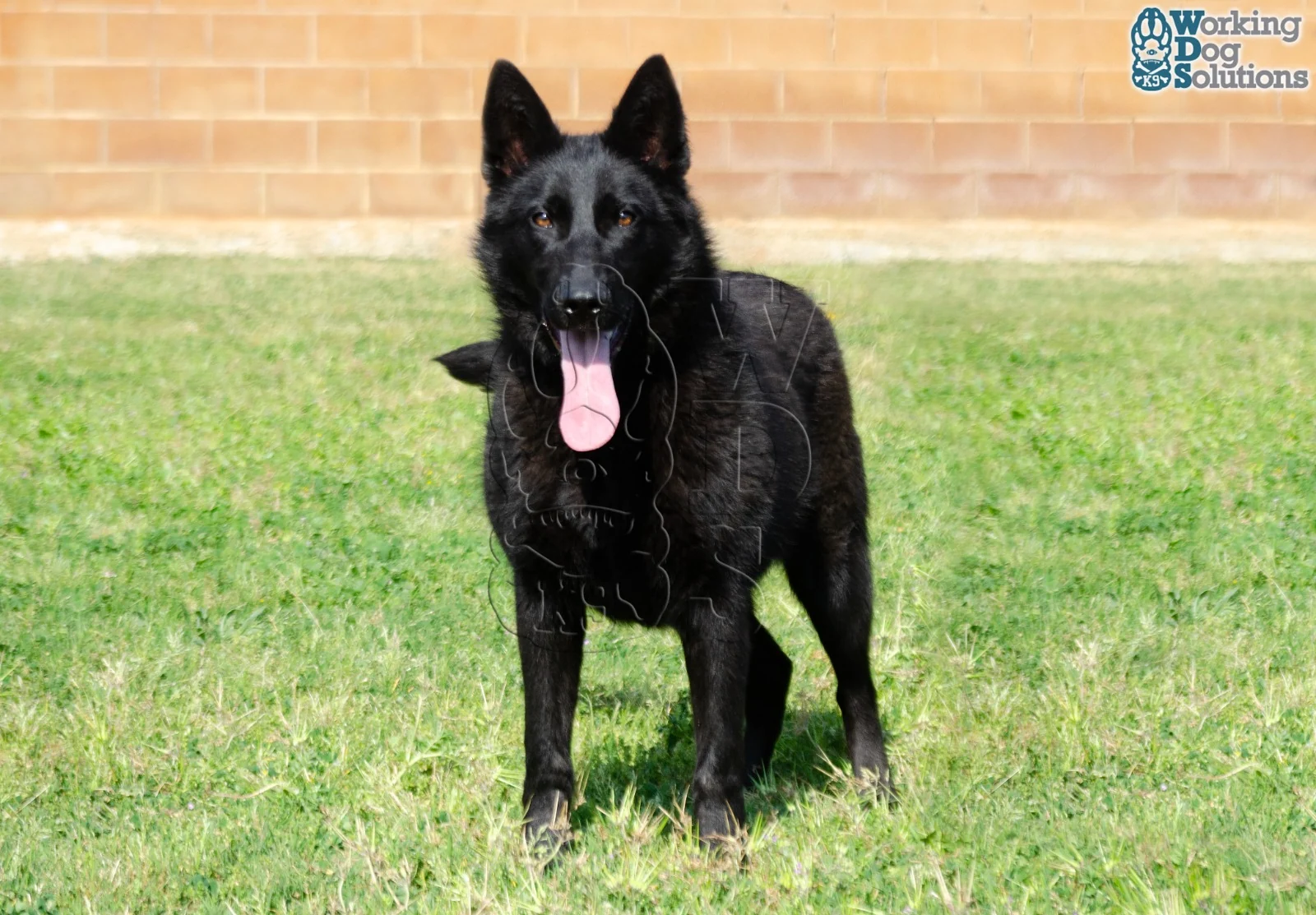 ZAIRE, perro de Working Dog Solutions