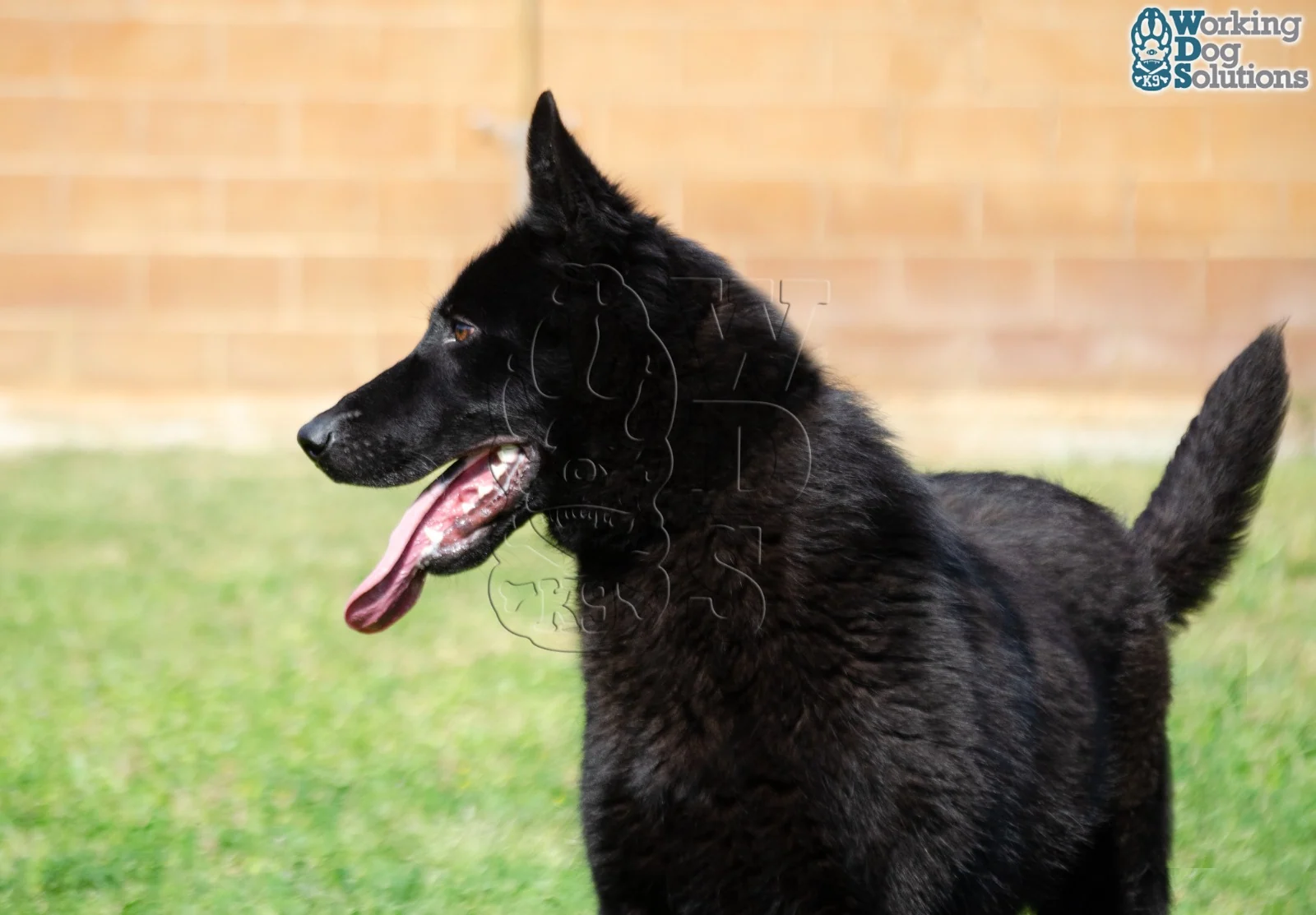 ZAIRE, perro de Working Dog Solutions