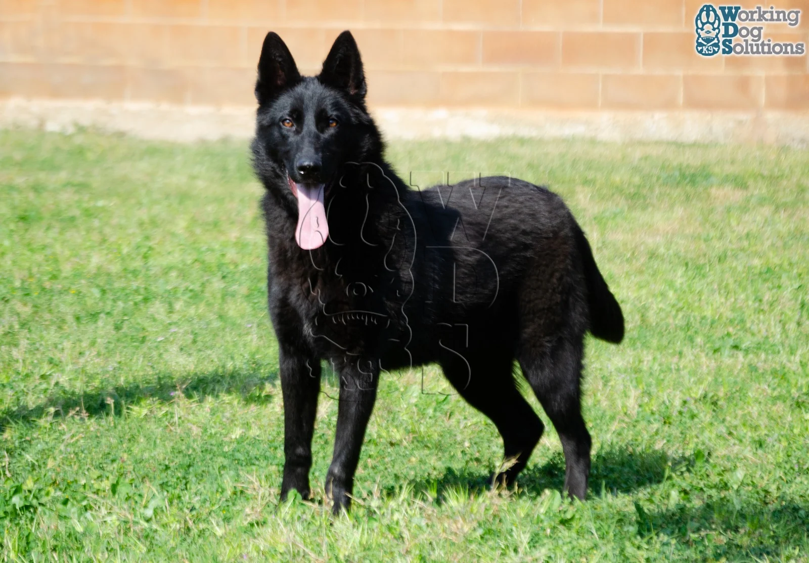 ZAIRE, perro de Working Dog Solutions