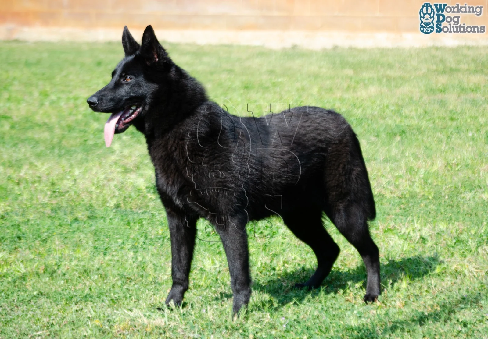 ZAIRE, perro de Working Dog Solutions