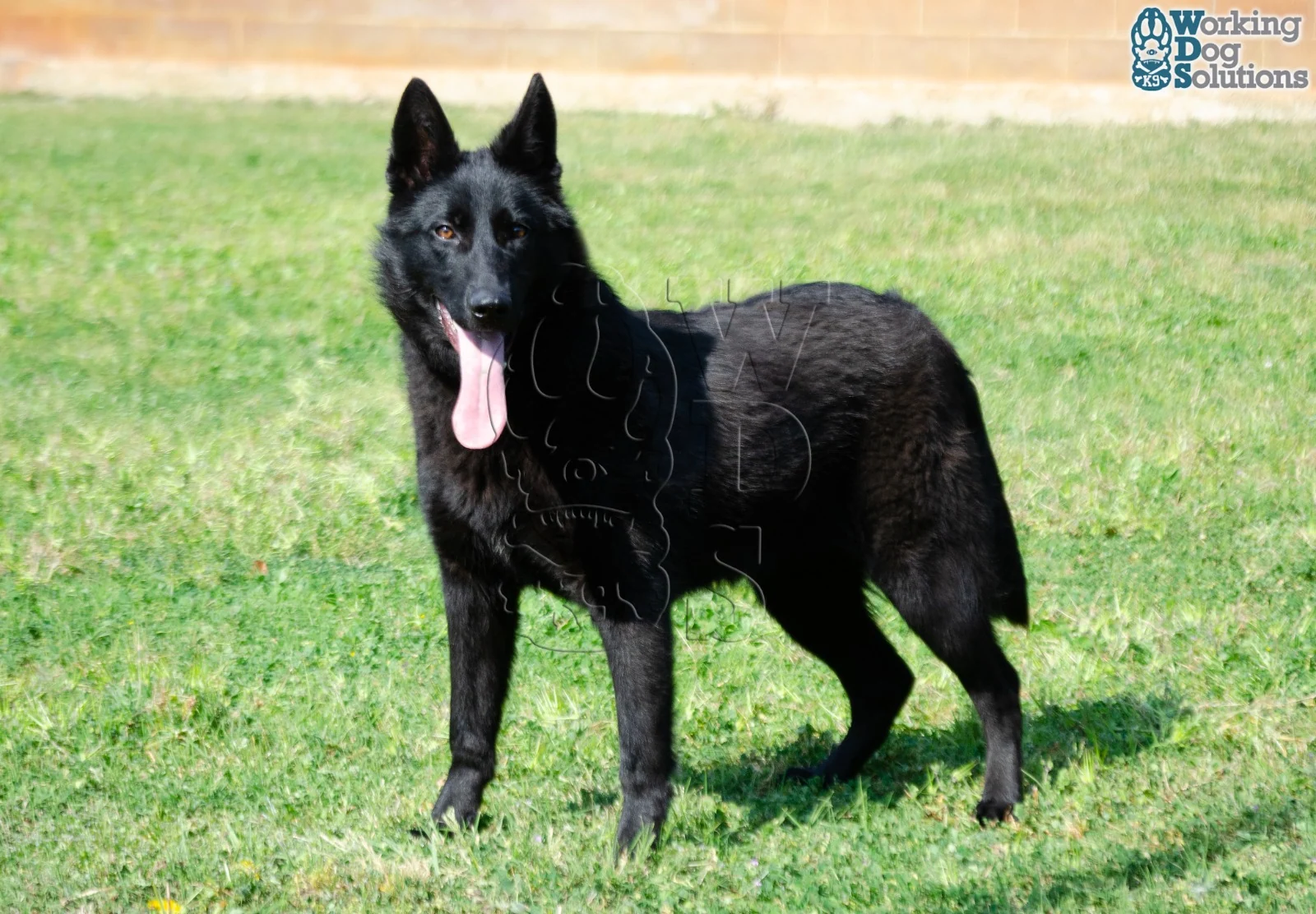 ZAIRE, perro de Working Dog Solutions