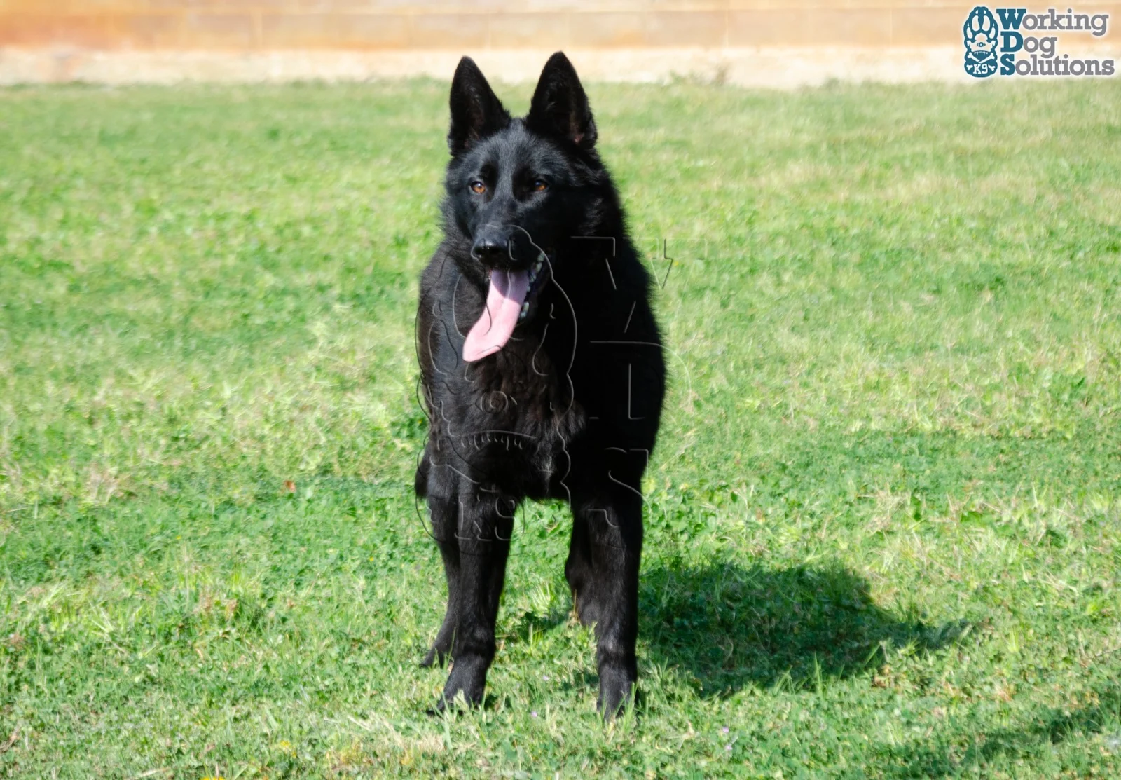 ZAIRE, perro de Working Dog Solutions