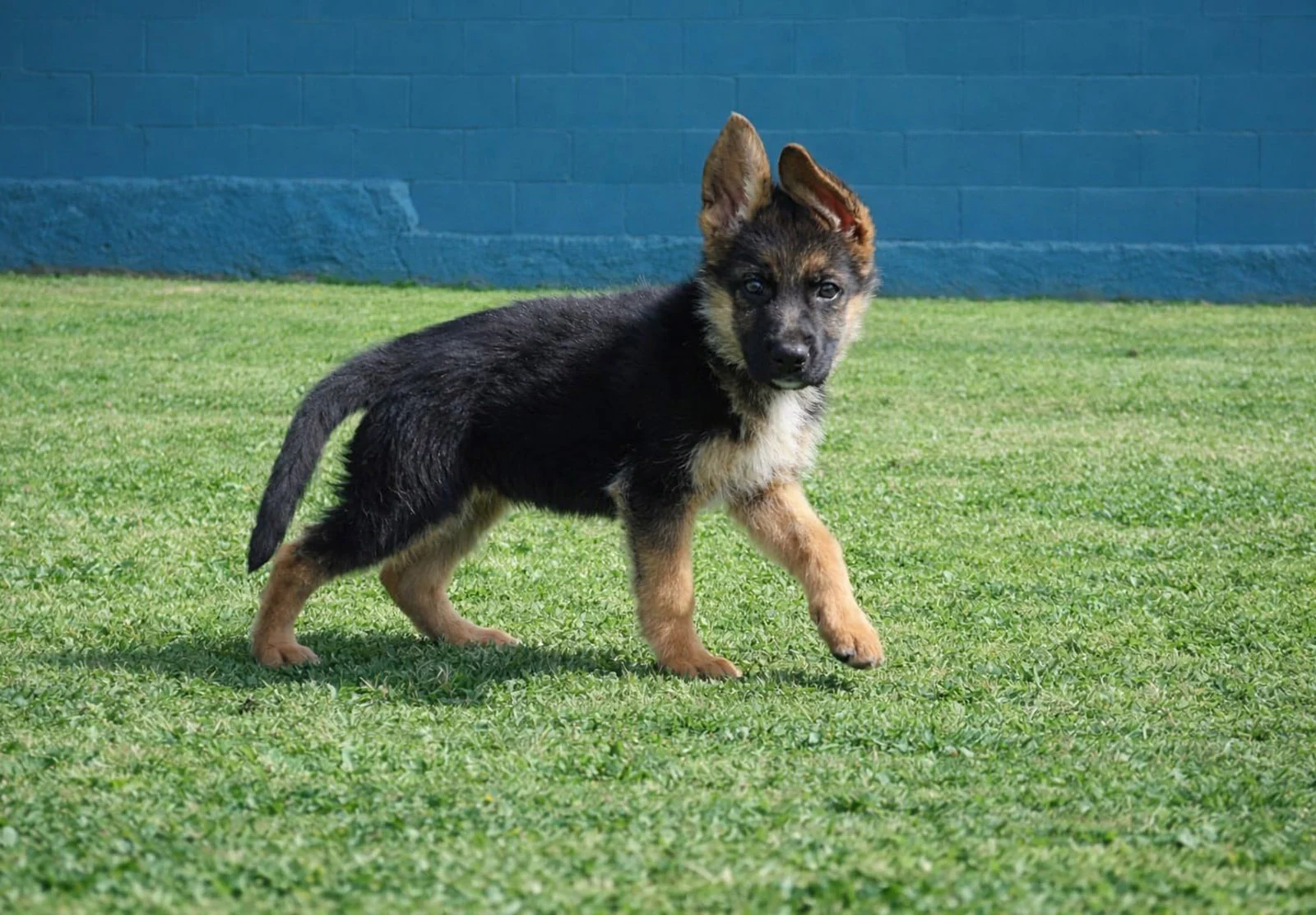 ZETY_TIRSA, chien de Working Dog Solutions