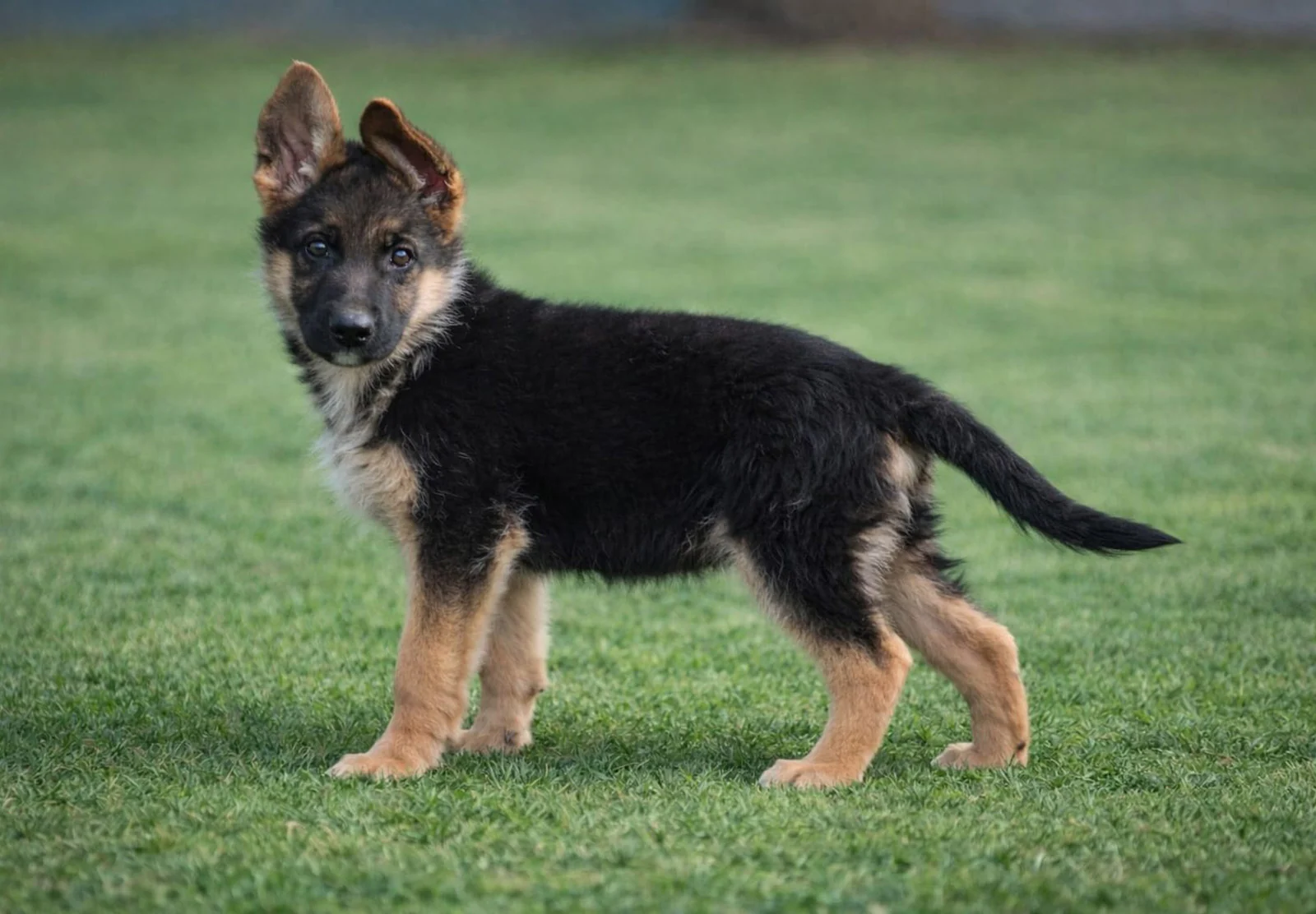ZETY, perro de Working Dog Solutions