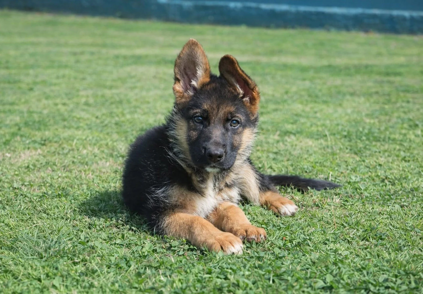 ZETY, perro de Working Dog Solutions