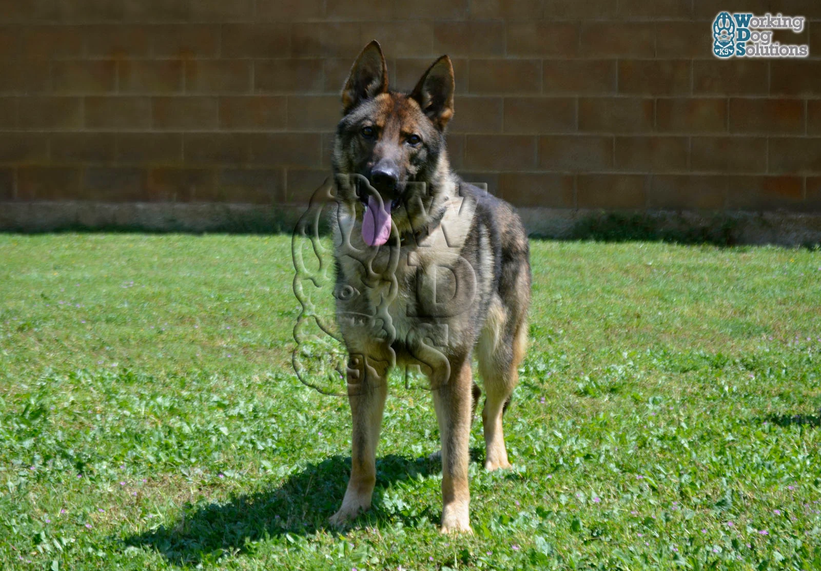 ZEUS, perro de Working Dog Solutions