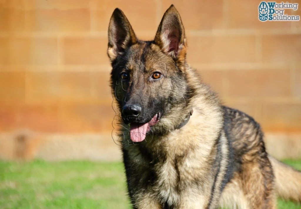 ZEUS, perro de Working Dog Solutions