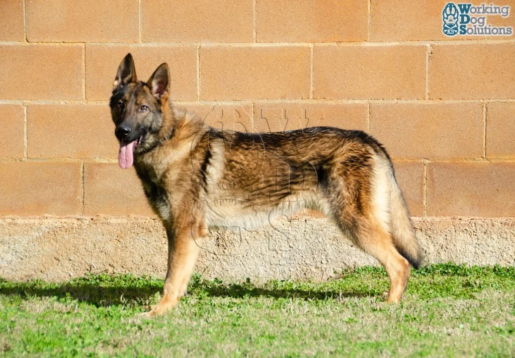 ZEUS, perro de Working Dog Solutions