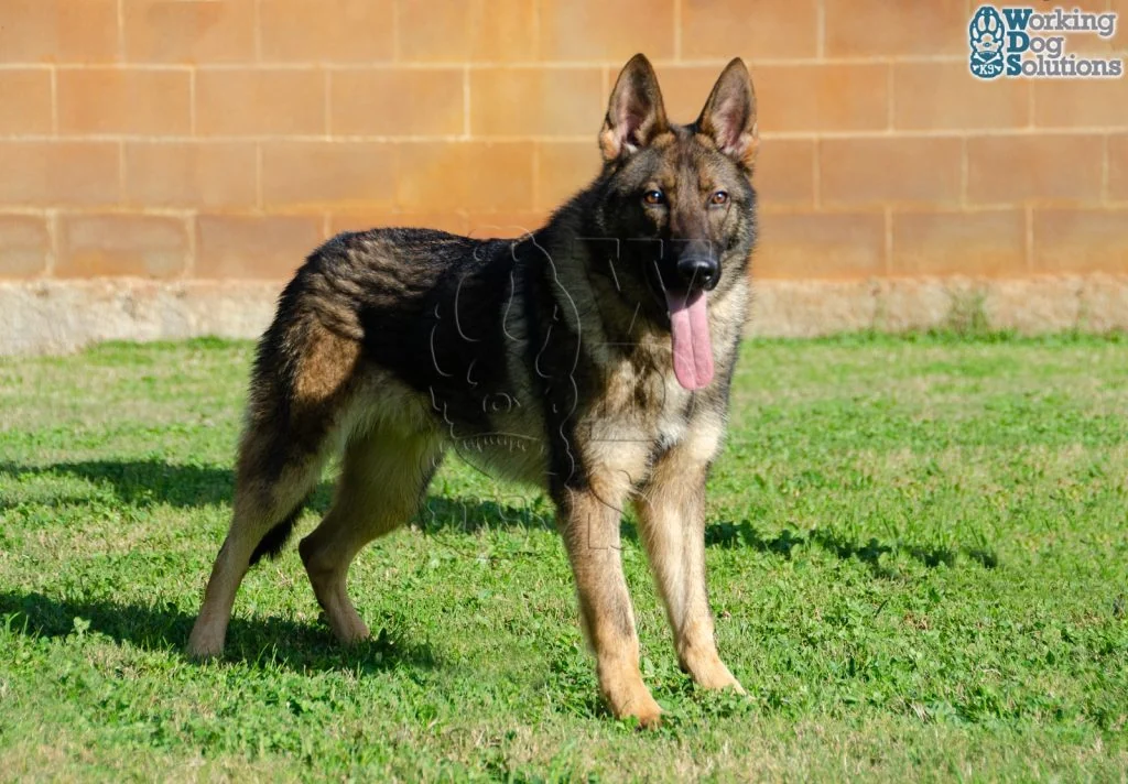 ZEUS, perro de Working Dog Solutions