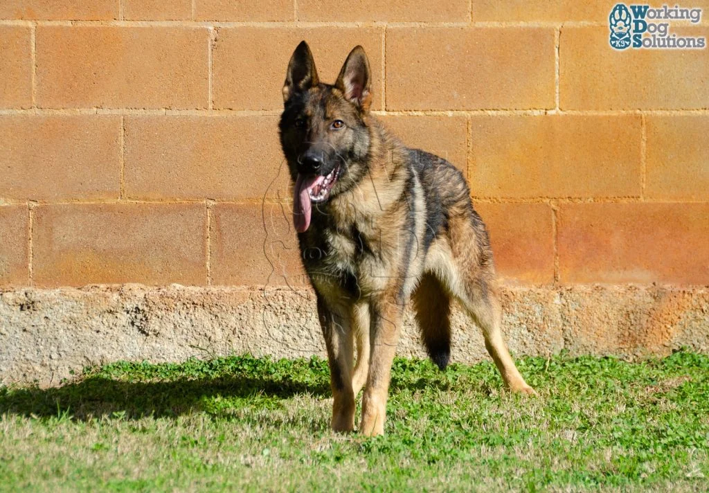 ZEUS, perro de Working Dog Solutions