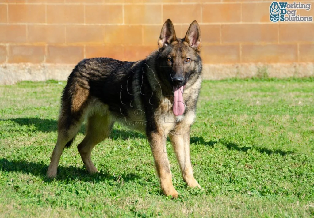 ZEUS, perro de Working Dog Solutions