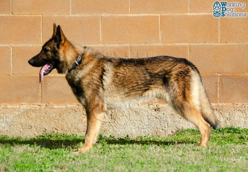 ZEUS, perro de Working Dog Solutions