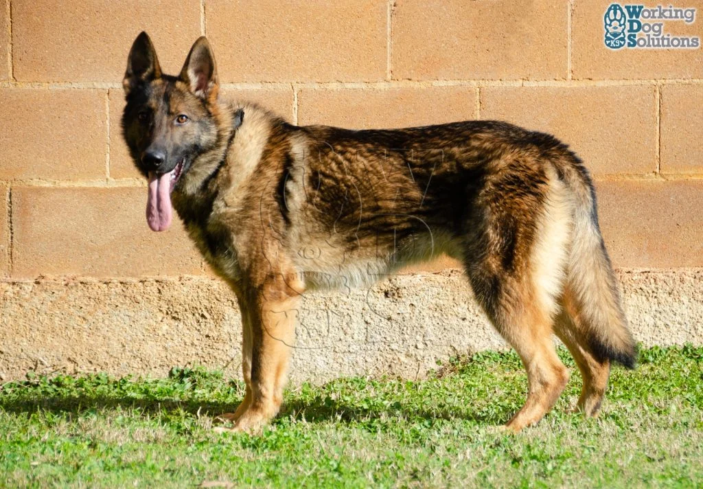 ZEUS, perro de Working Dog Solutions