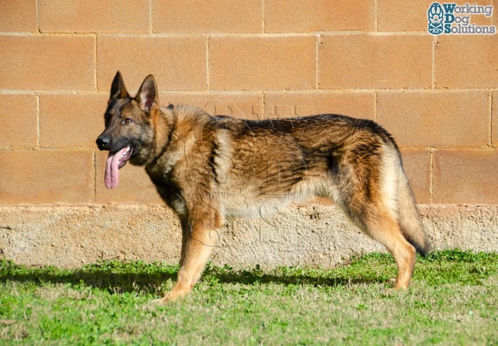 ZEUS, perro de Working Dog Solutions