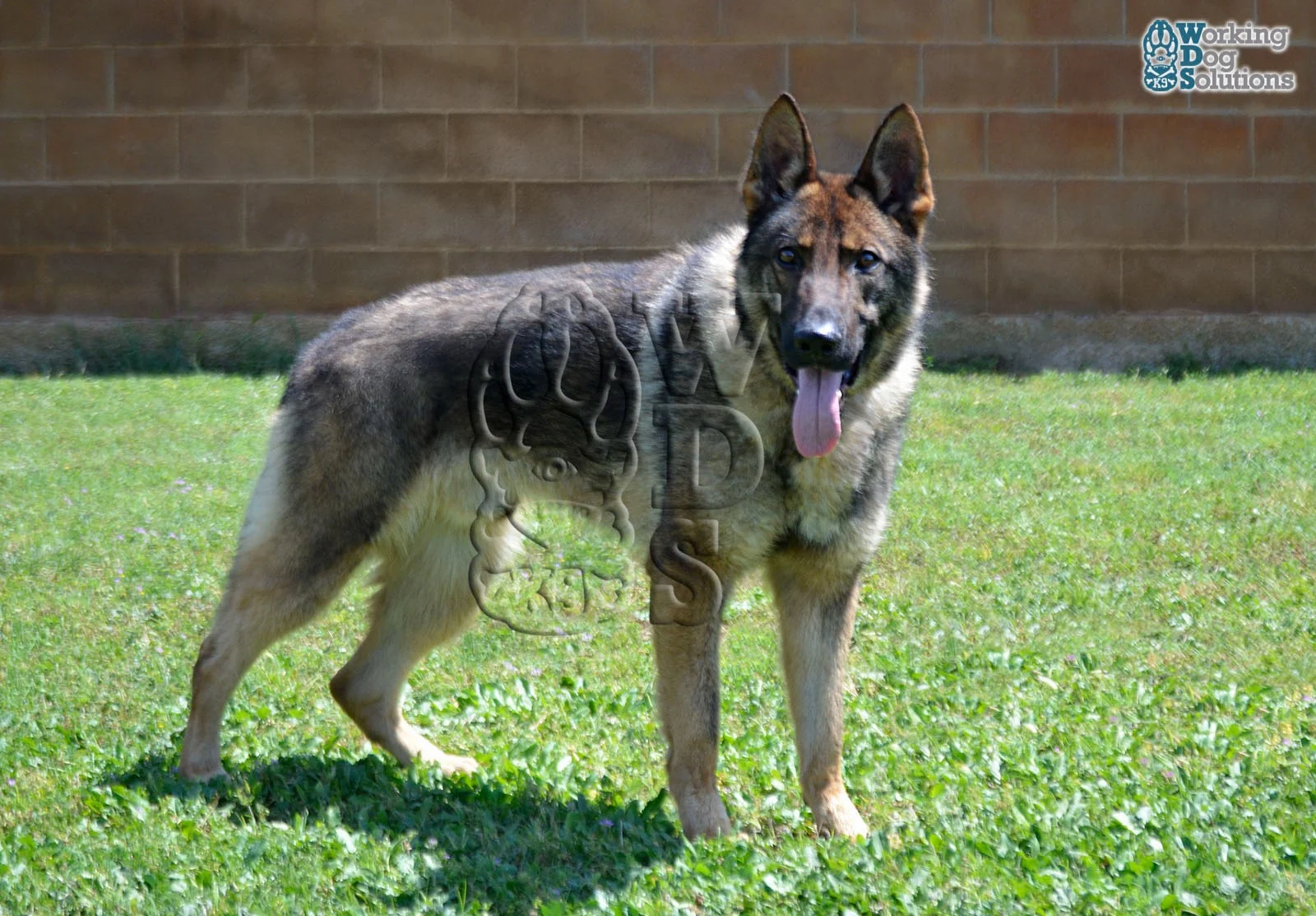 ZEUS, chien de Working Dog Solutions