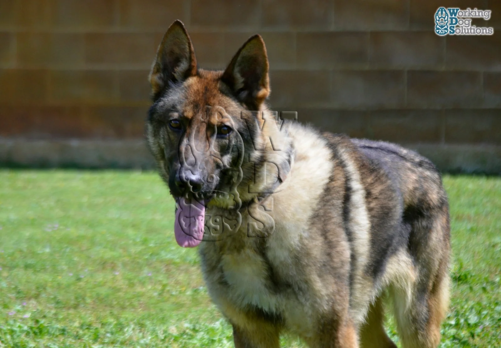 ZEUS, perro de Working Dog Solutions